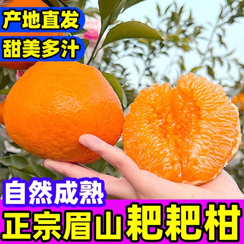 T0【老树果】四川春见耙耙柑新鲜采摘眉山丹棱产区4.5-8斤风味十足