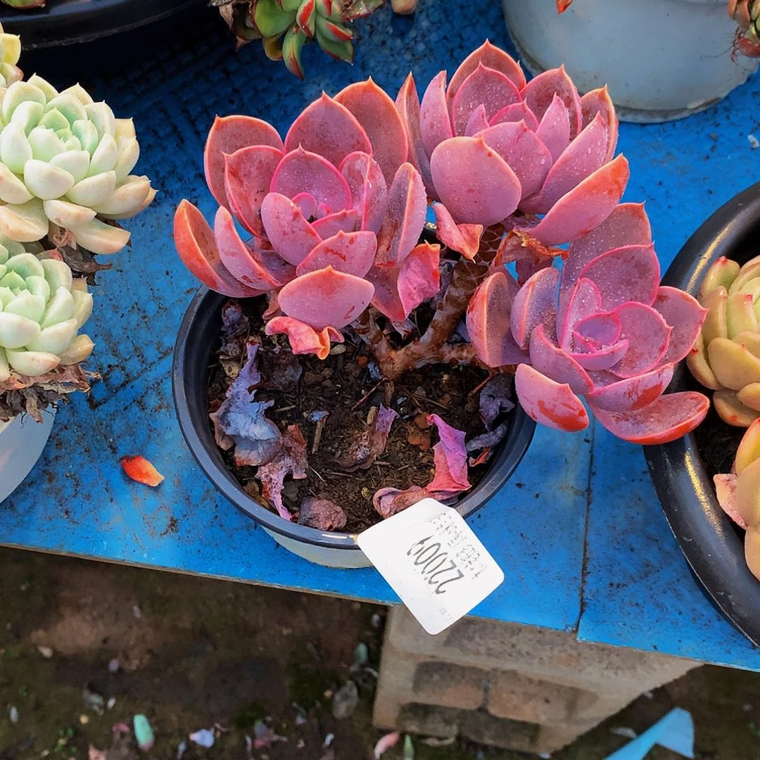 大***头    紫丁香多肉22009