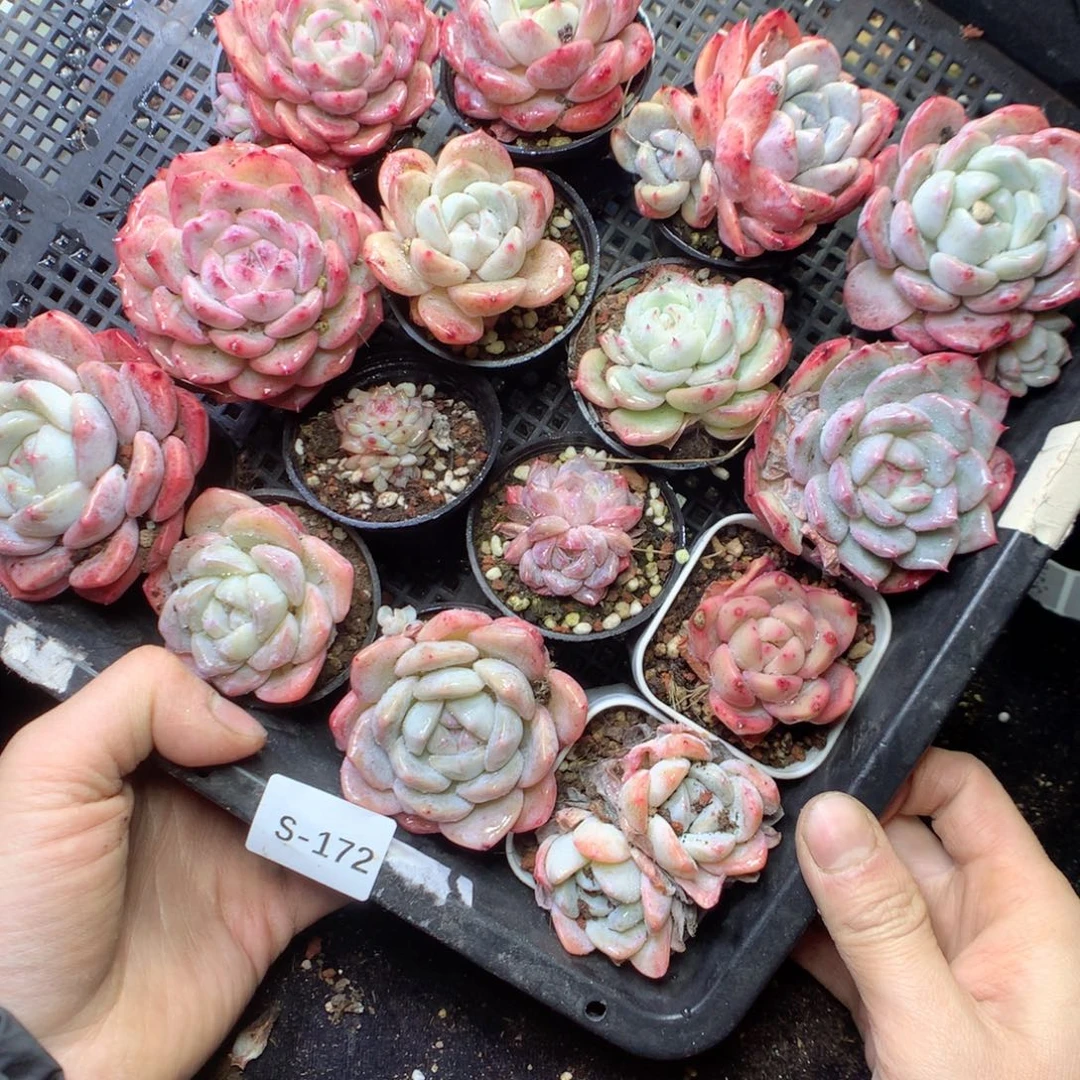 无花朵S172 yyuyyyyyyyym