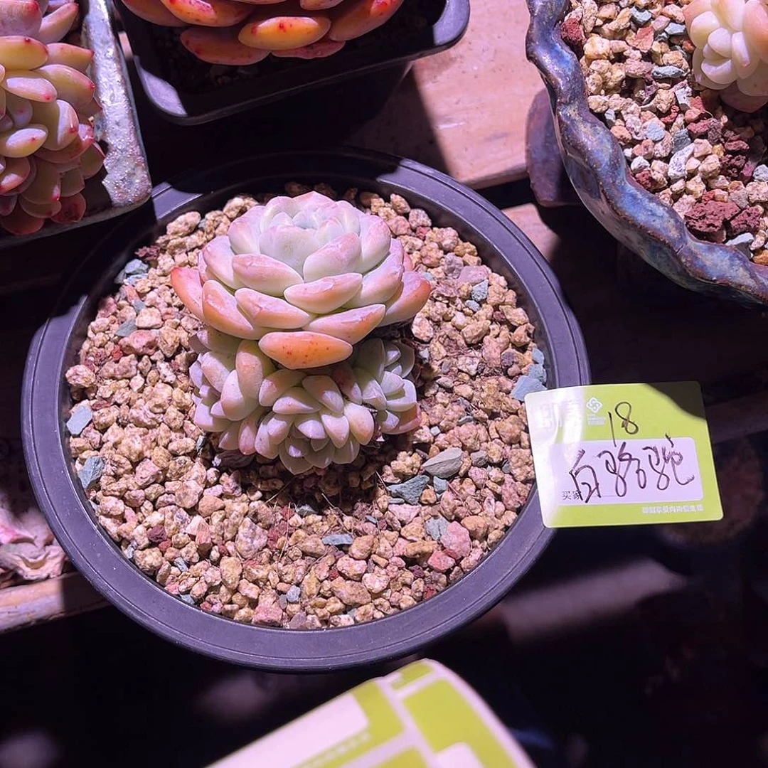 白*驼冰玉群生脱土一颗