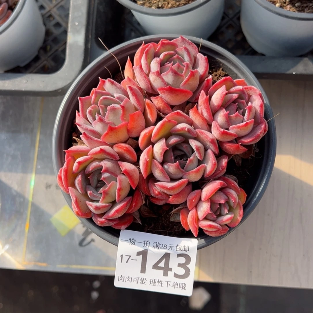 暗冰多肉多肉多肉多肉