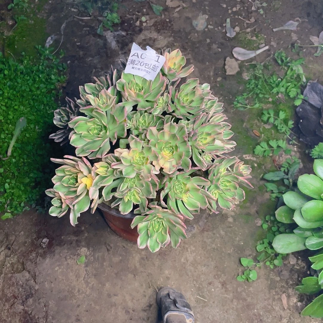 01甜茶多肉小损不包