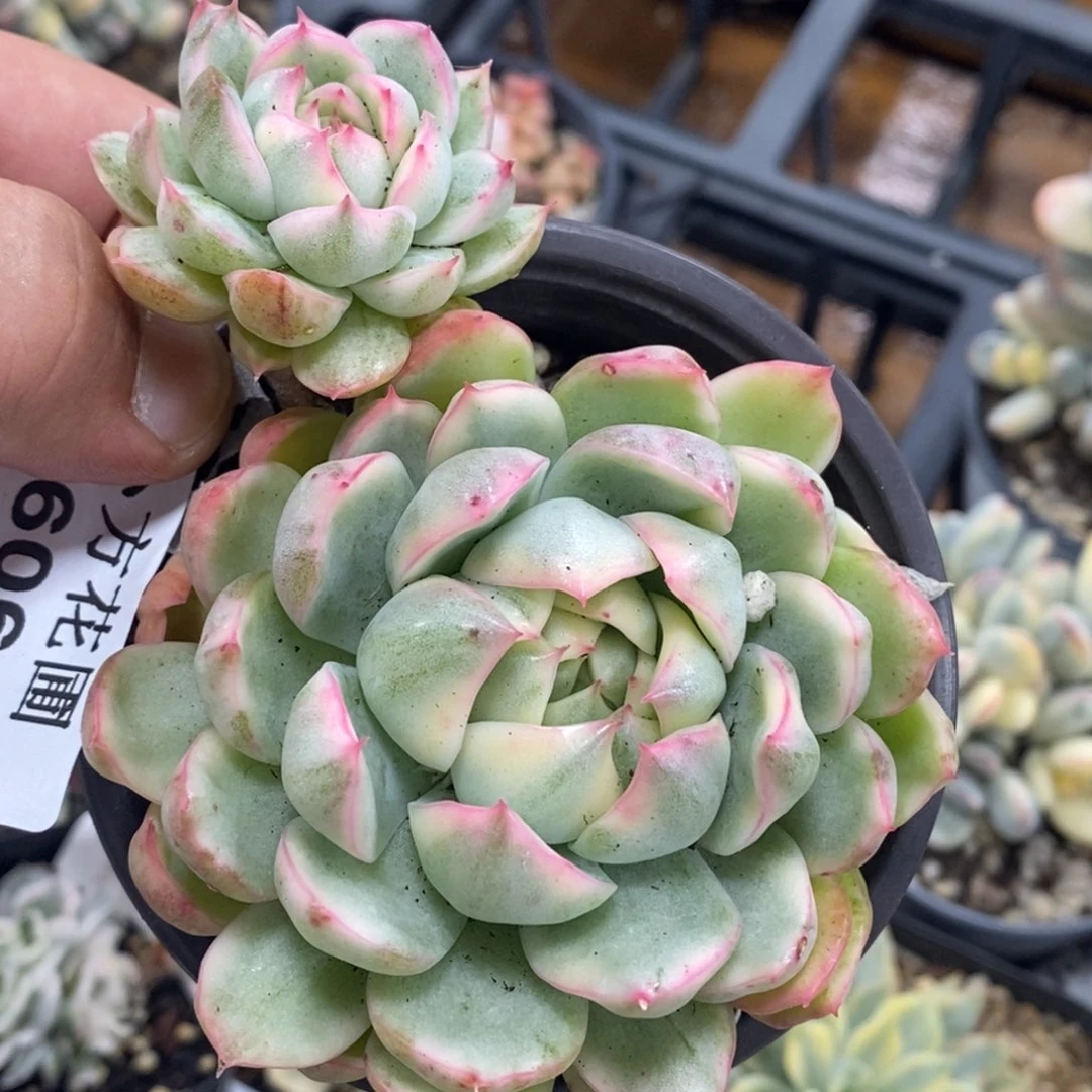 606女王玛丽里亚锦单头带侧芽