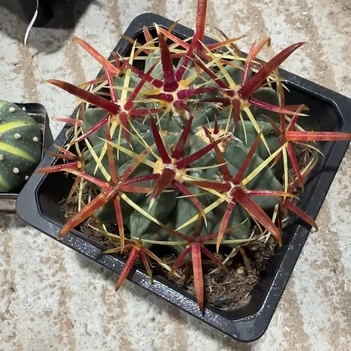 觅***尔觅尔一物一拍包邮