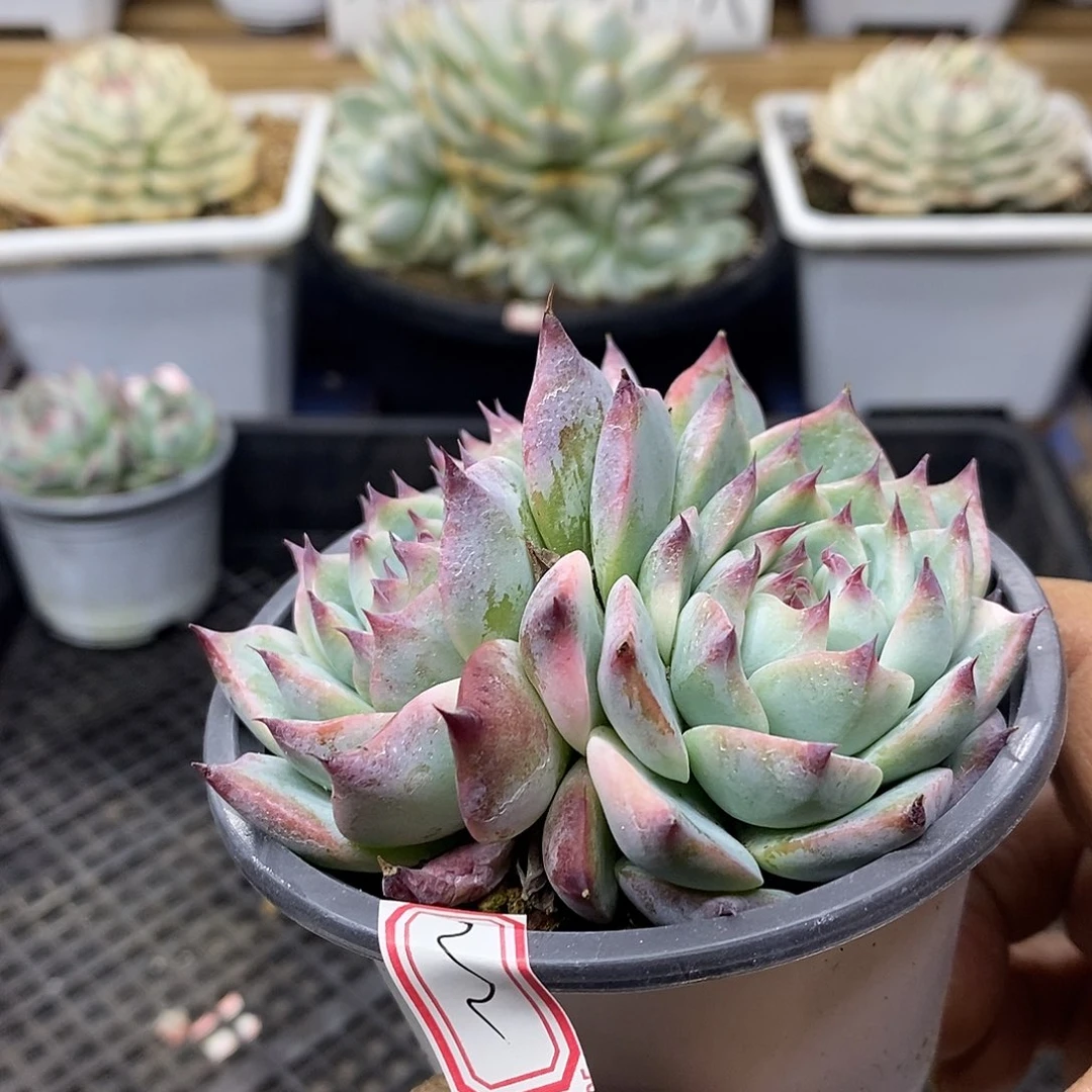 0622 福利吉娃娃带锦 不售后