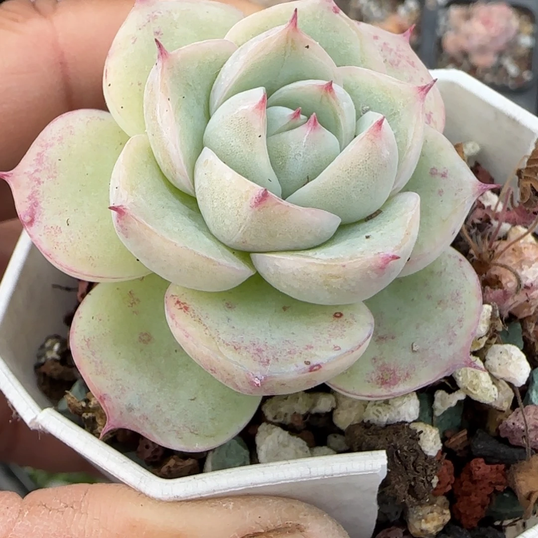 多肉小卡拉米糖心一物一拍