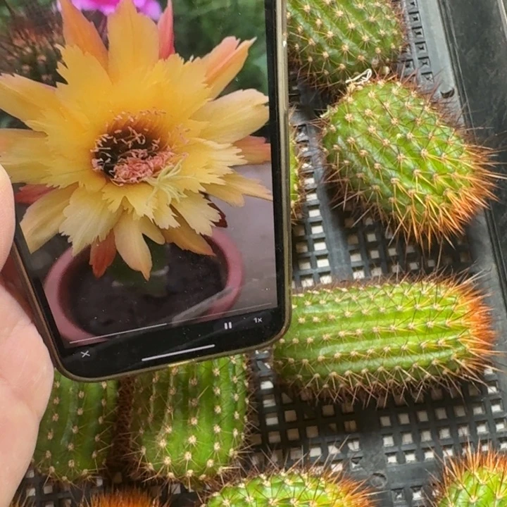 216金妞亚力山大无根侧牙6公分左右