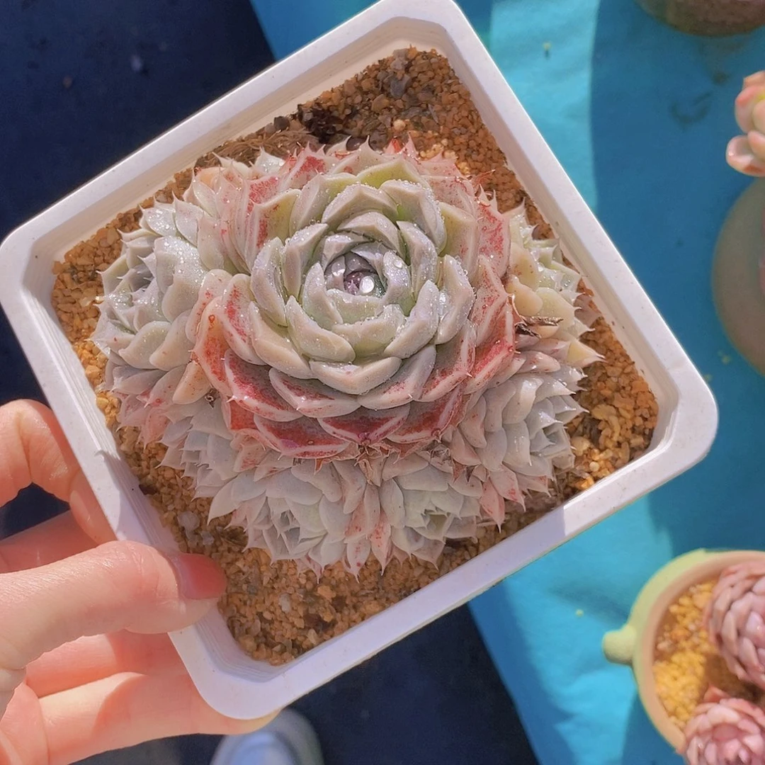 775多肉植物老桩