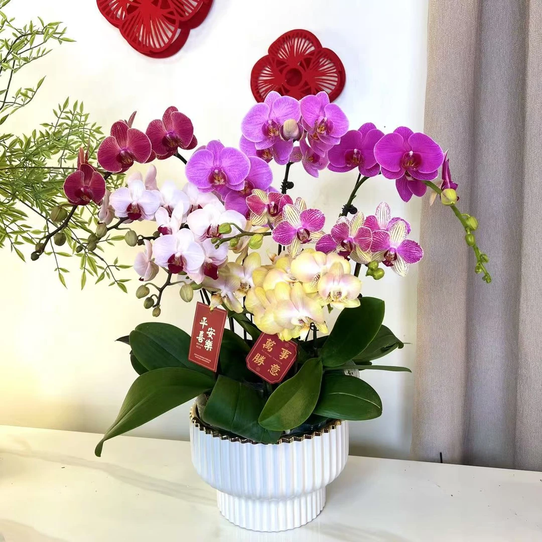 【聚满福-蝴蝶兰】 轻奢 中式 禅意 绿植盆栽 年宵花