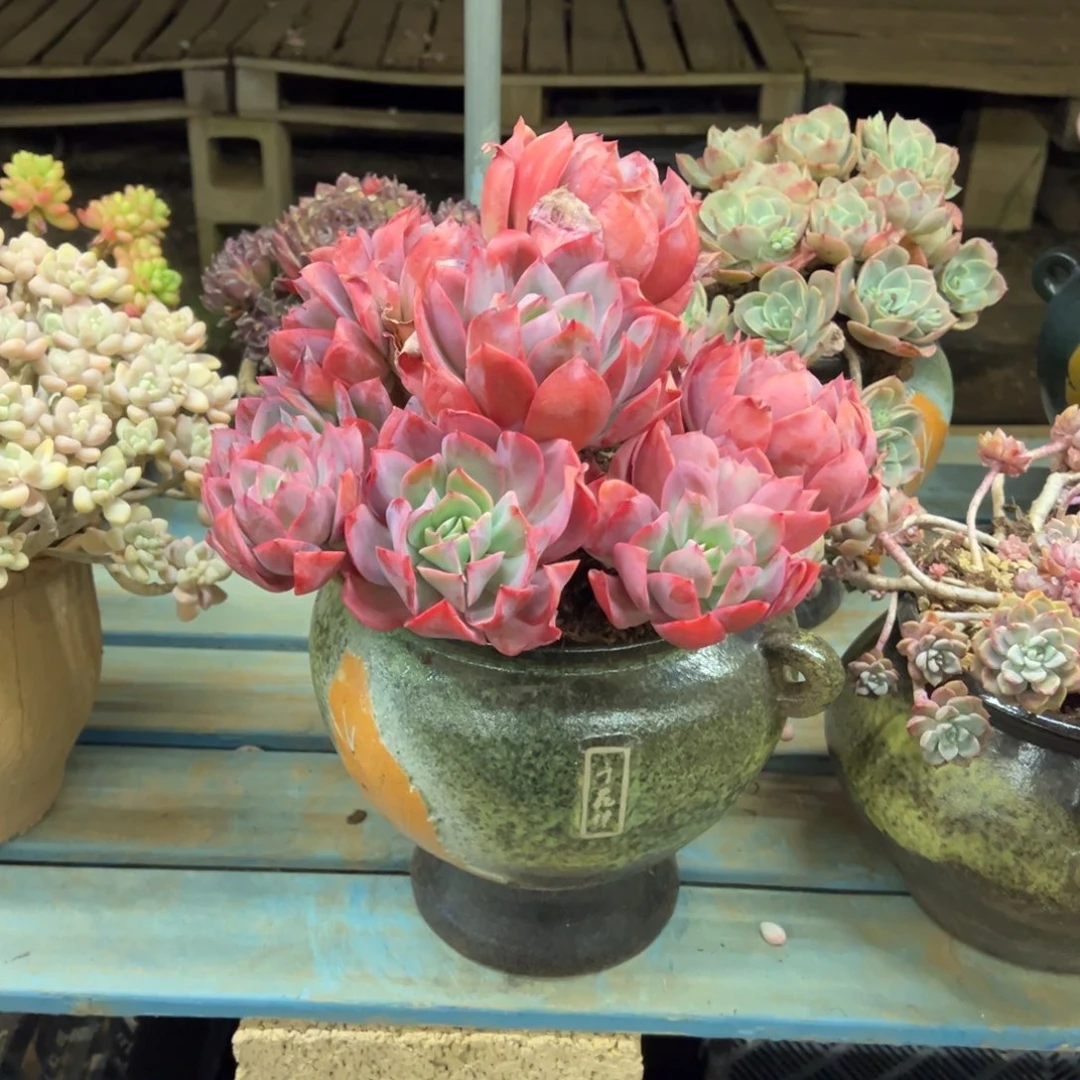 露养老桩脱土裸根绮罗有一个疤