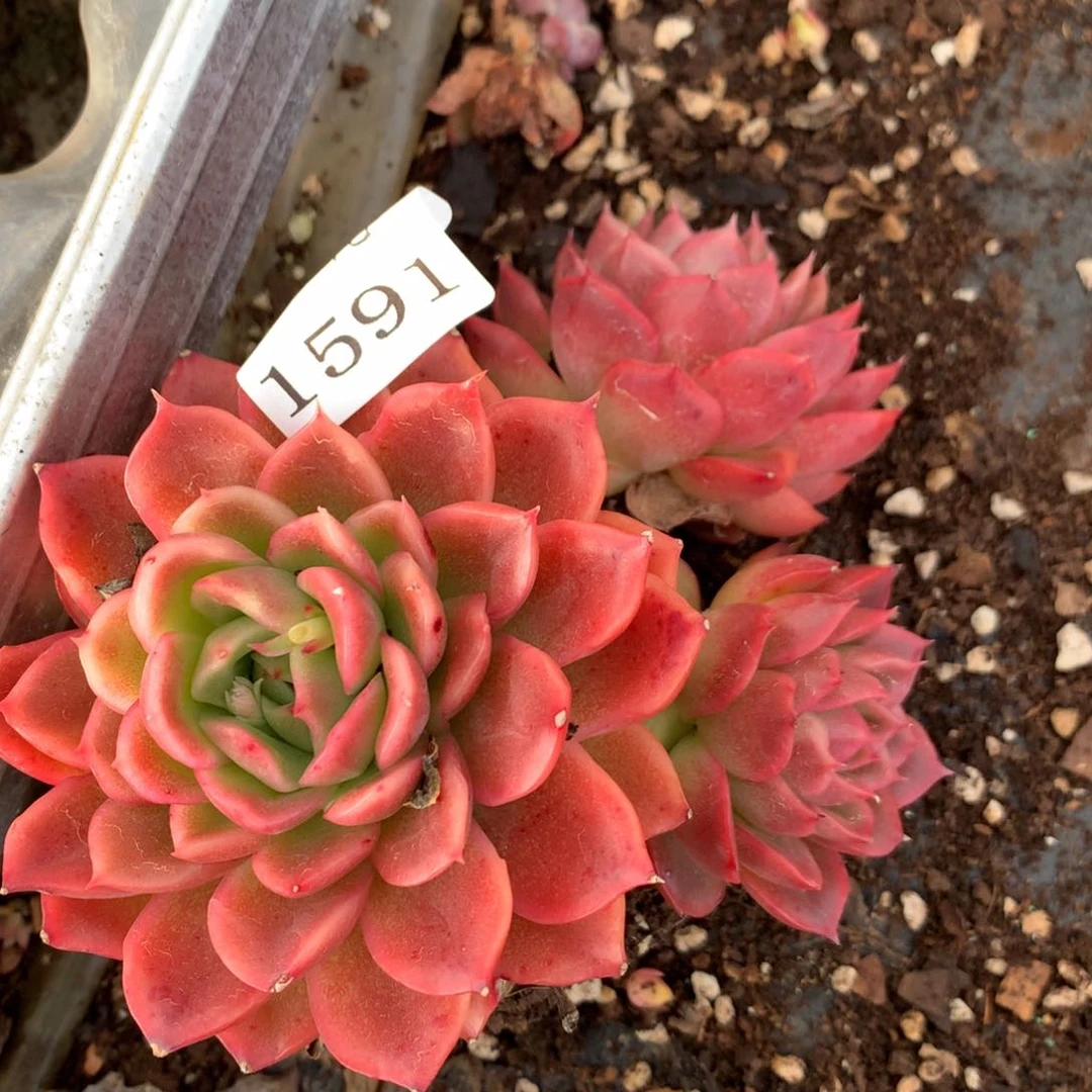 1591杂交多肉植物