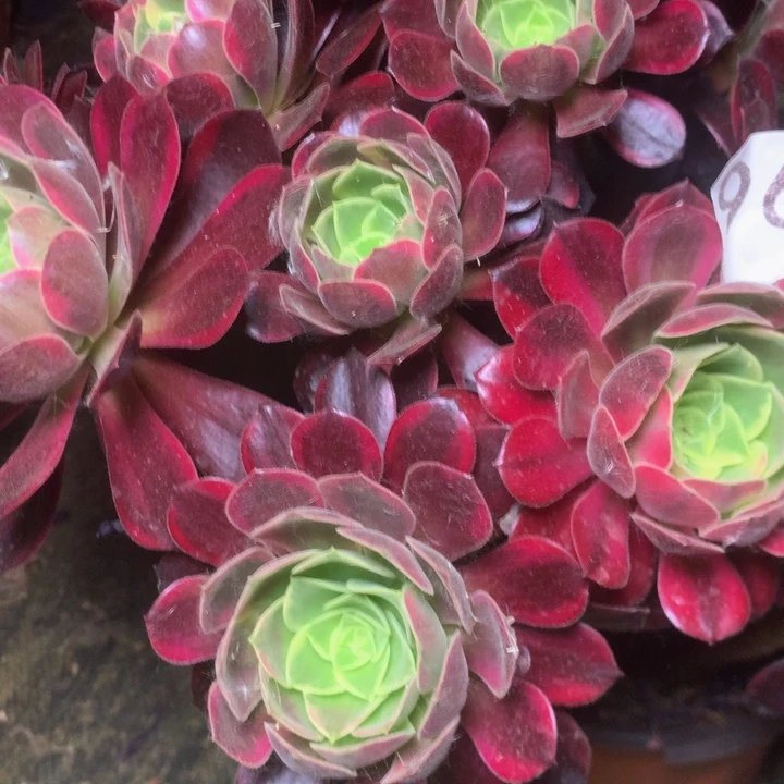 ༄***࿐967金丝雀多肉植物