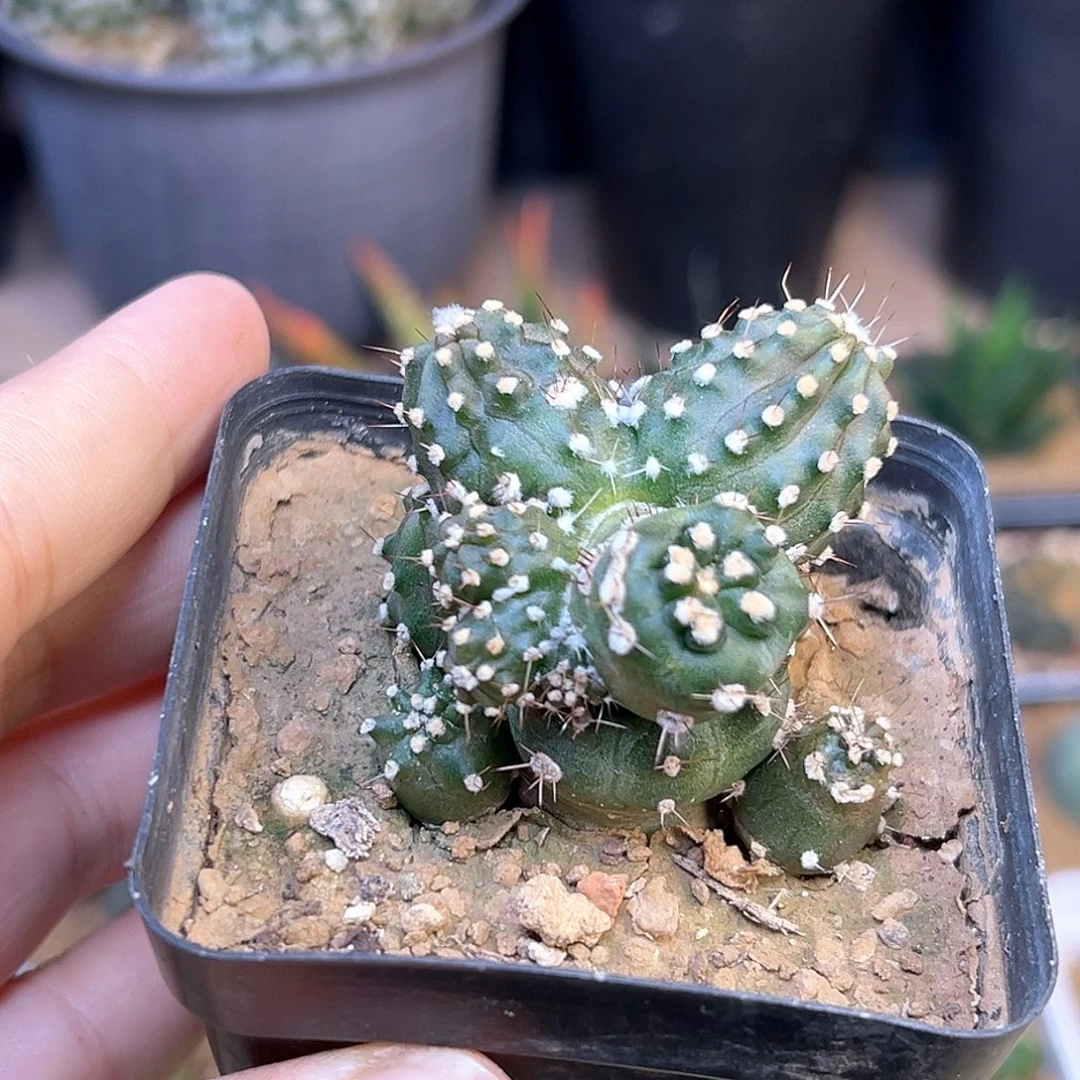 黄闪玉石化群一颗