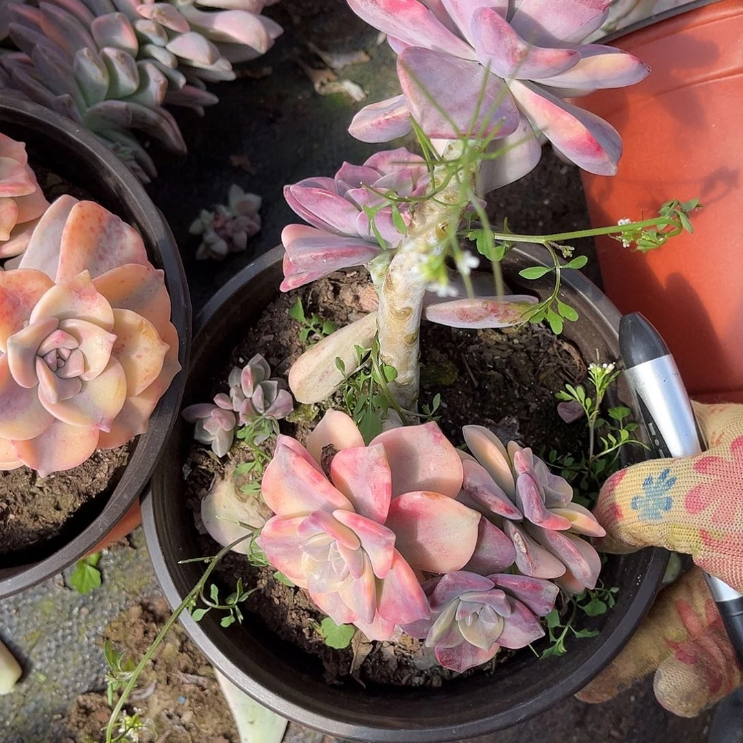 小*多肉植物紫乐景Z16