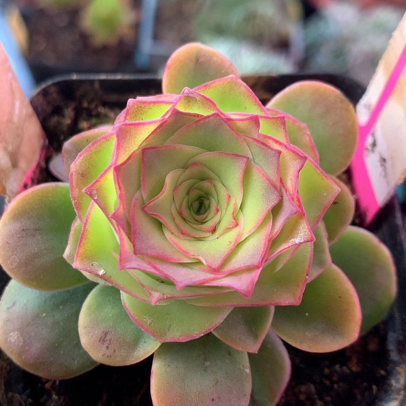 【闪购商品】天使之翼小精品769