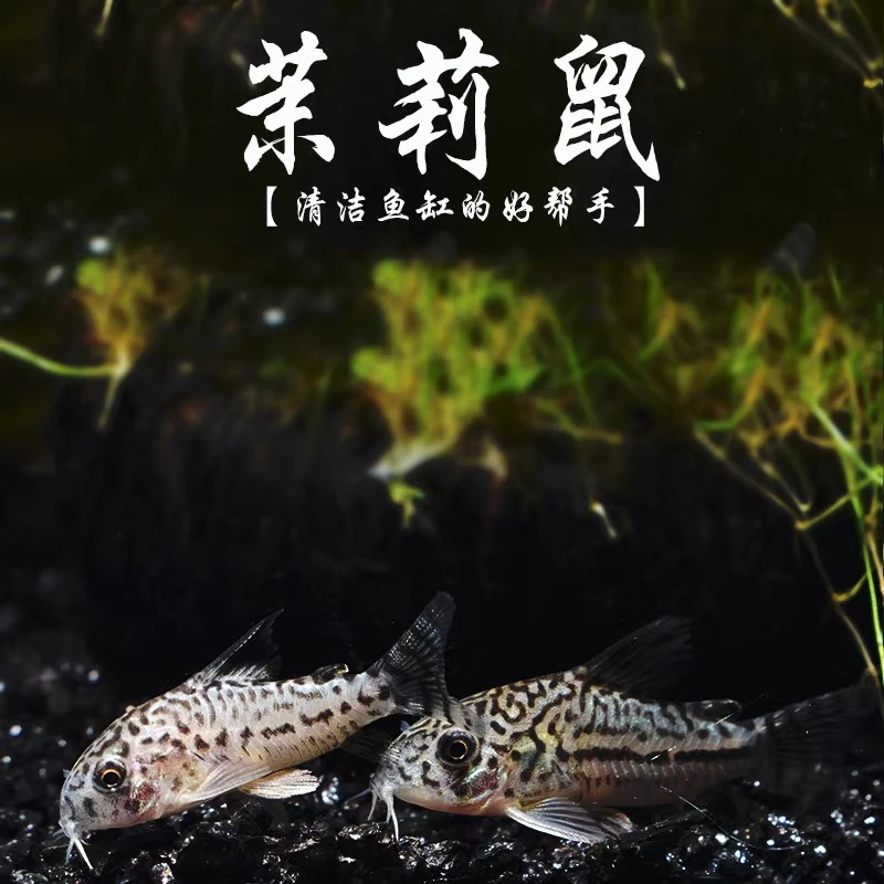 茉莉三线豹底栖鱼清道夫花椒咖啡白鼠金苔鼠熊猫鼠珍珠冷水鱼