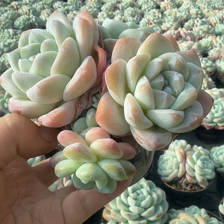 多头小冰玉 多肉植物