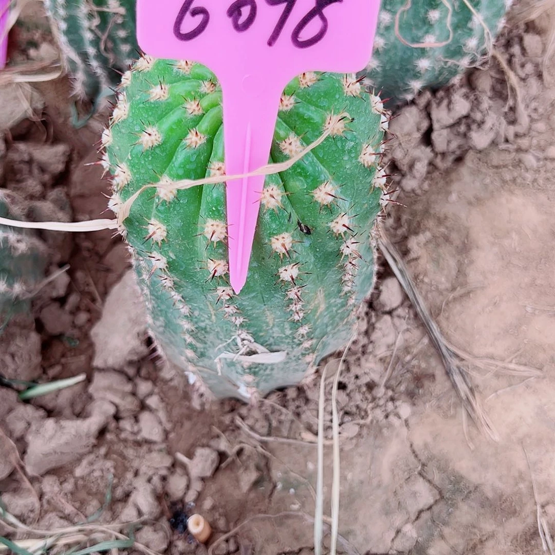 @*客毛花柱3-354 6098 0000