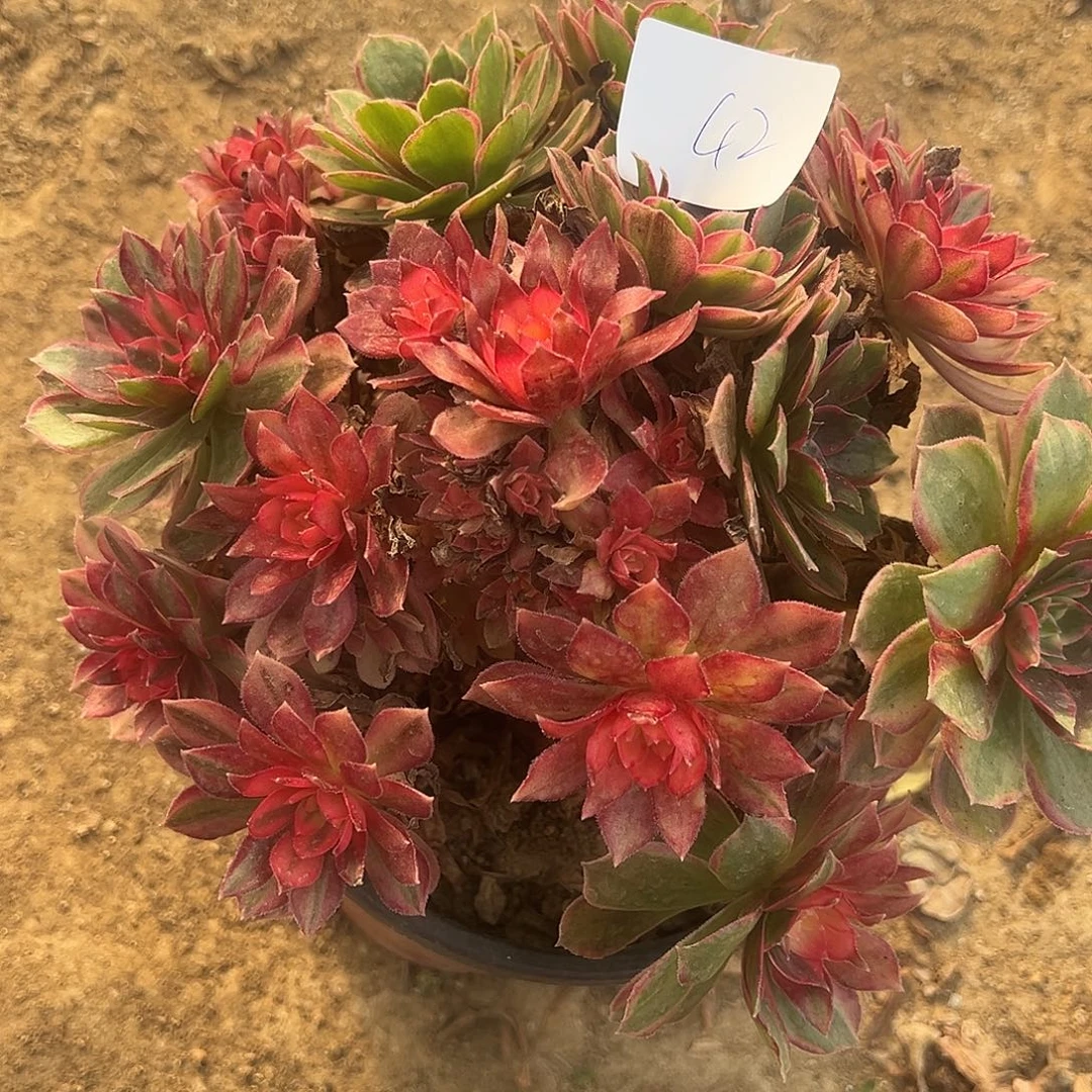 12.10-42黑魔锦多肉植物