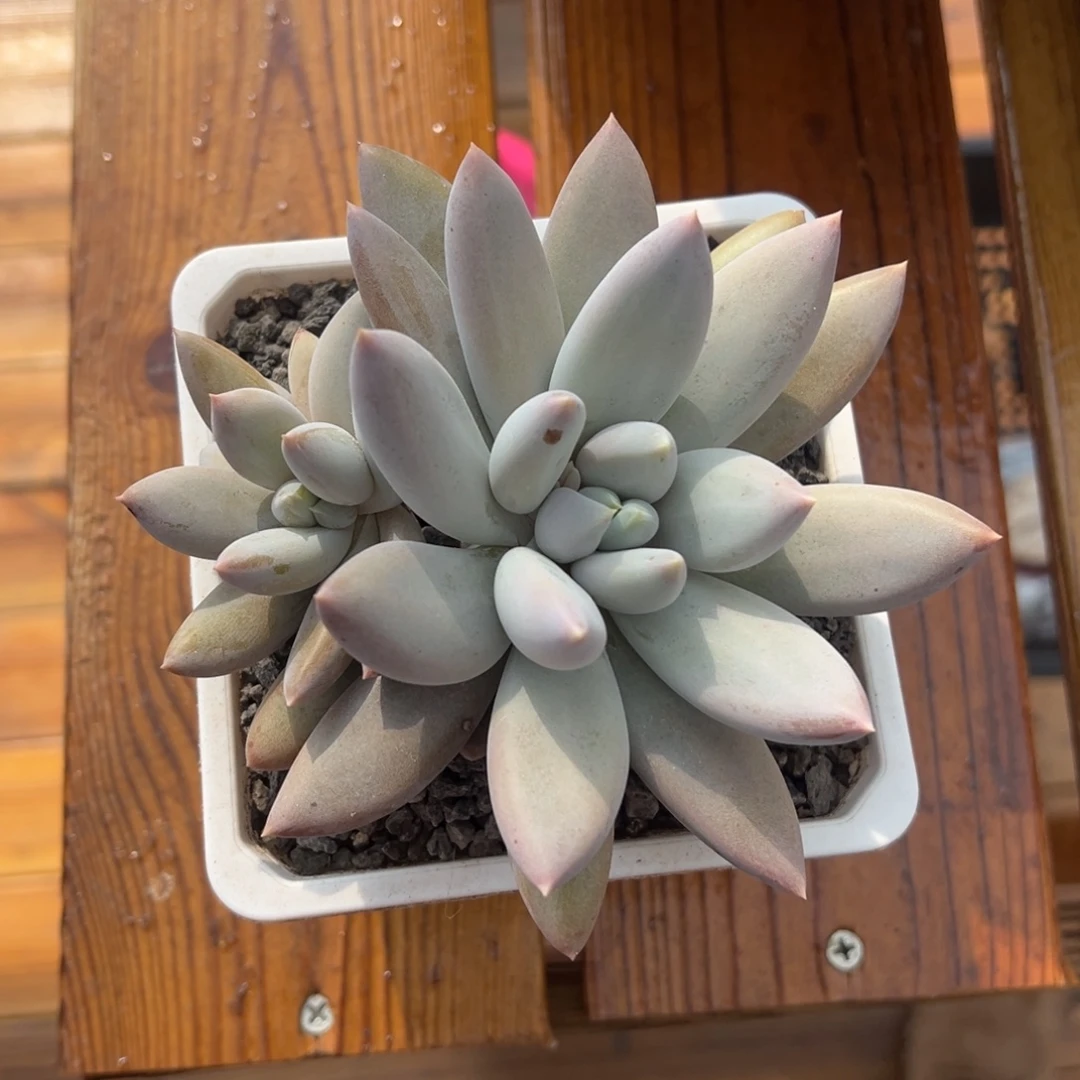 张张精品多肉甄选哥特