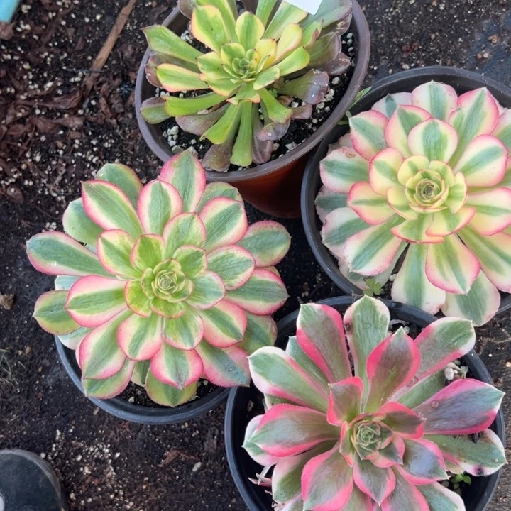 多肉植物499不售后