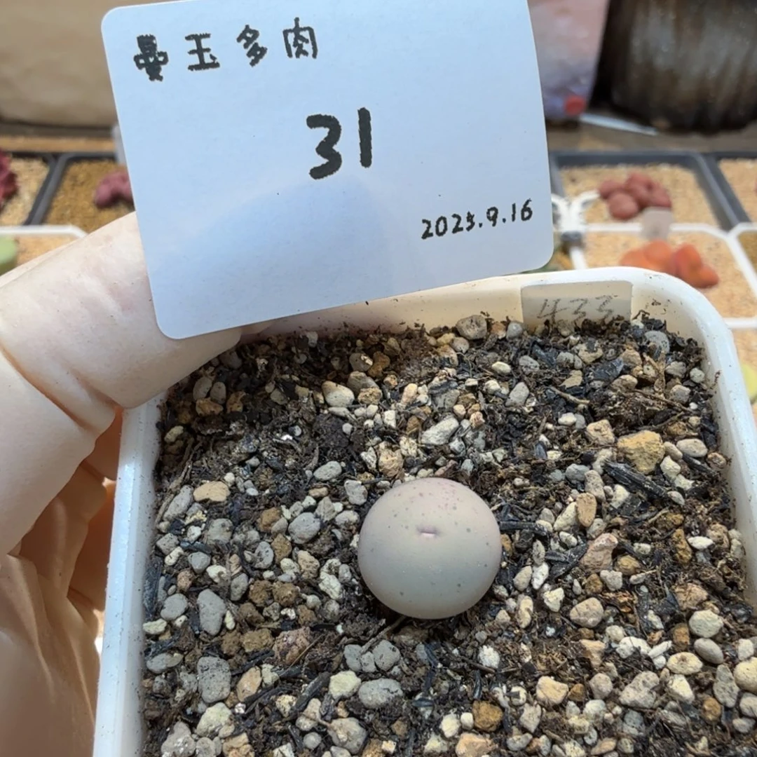 多肉多肉多肉9.16-031 V嘴433
