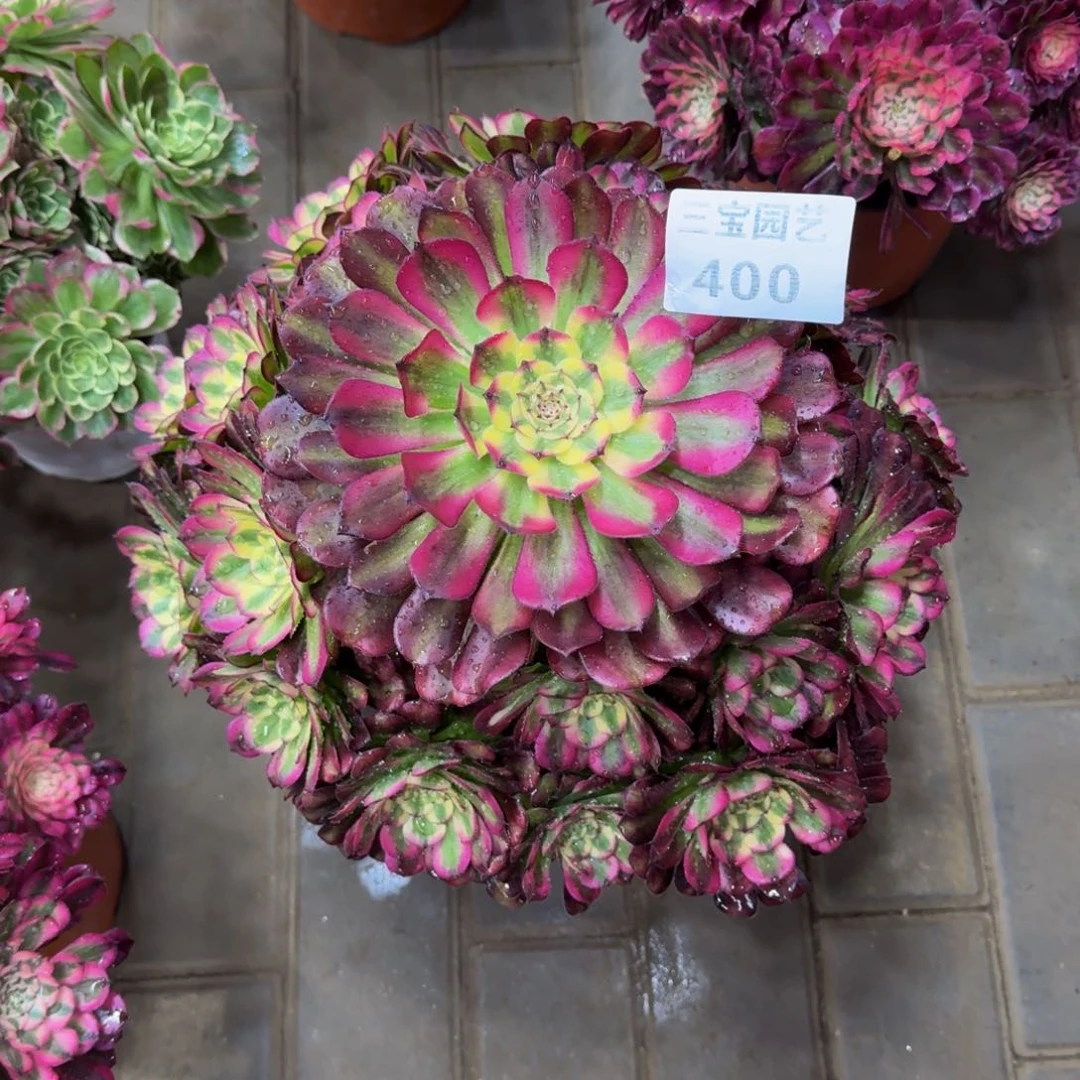 M****?多肉植物400舞天姬