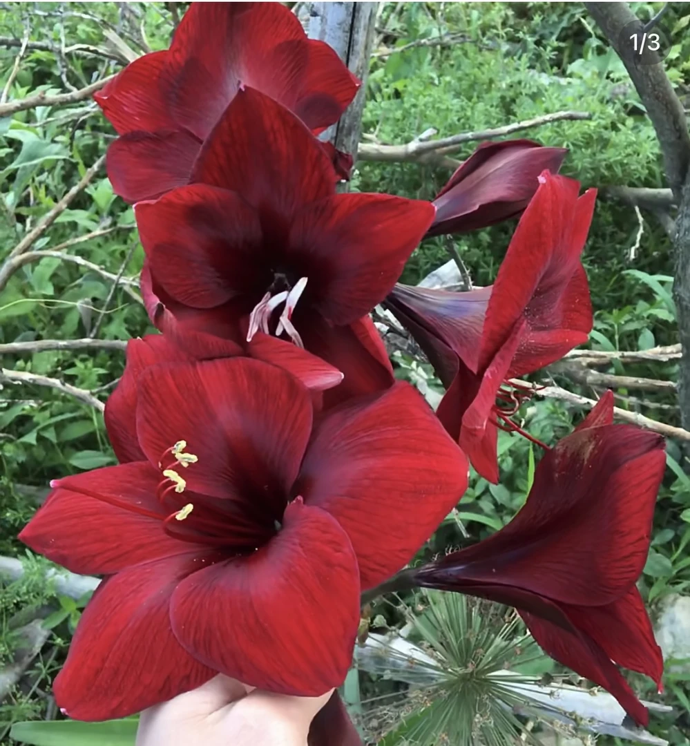 （黑天鹅）朱顶红自然球包对版送肥料4公分