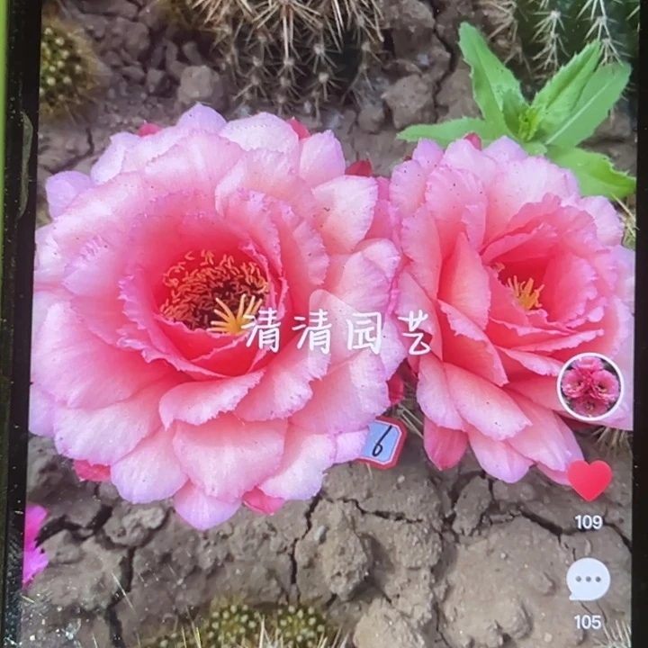 清清美焕根瑕疵干皮