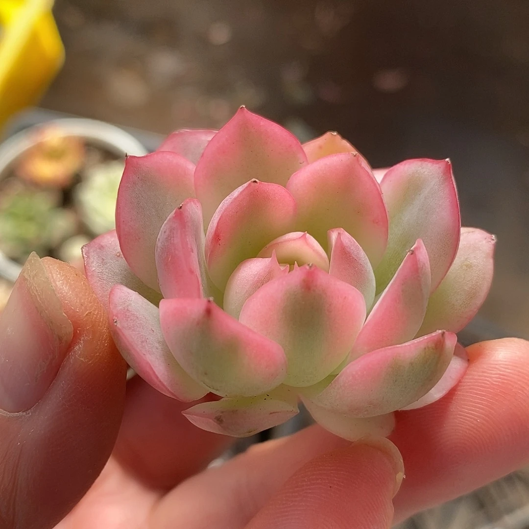 222粉水晶头盖哈哈哈哈