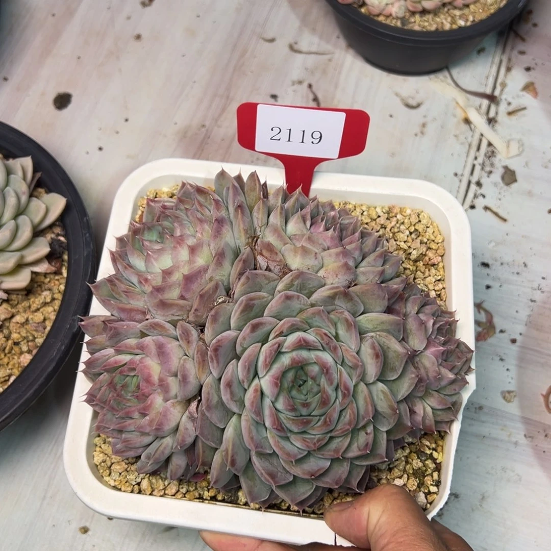 金**串2119肉多肉多肉多肉