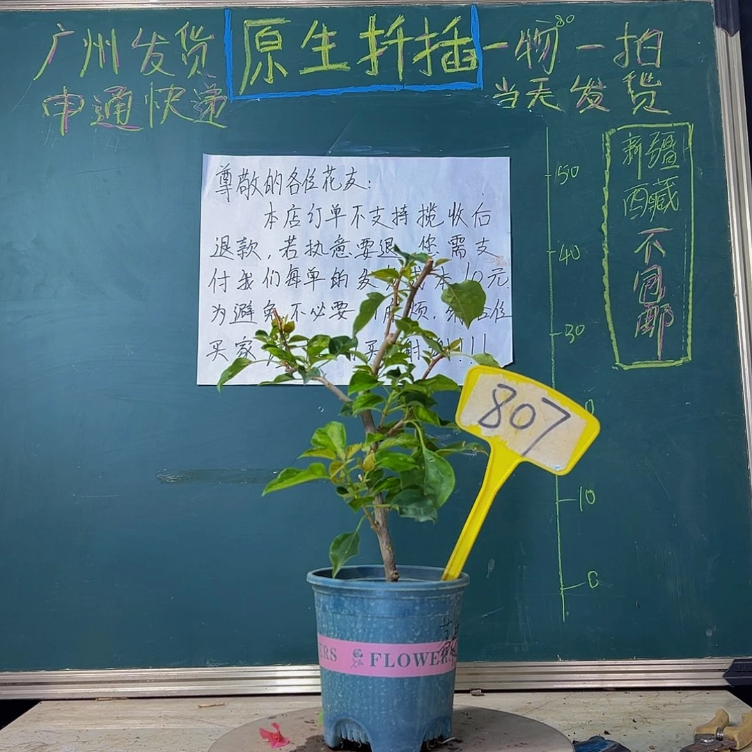 当前无花栽培后可以开花  蒙娜丽莎黄  807