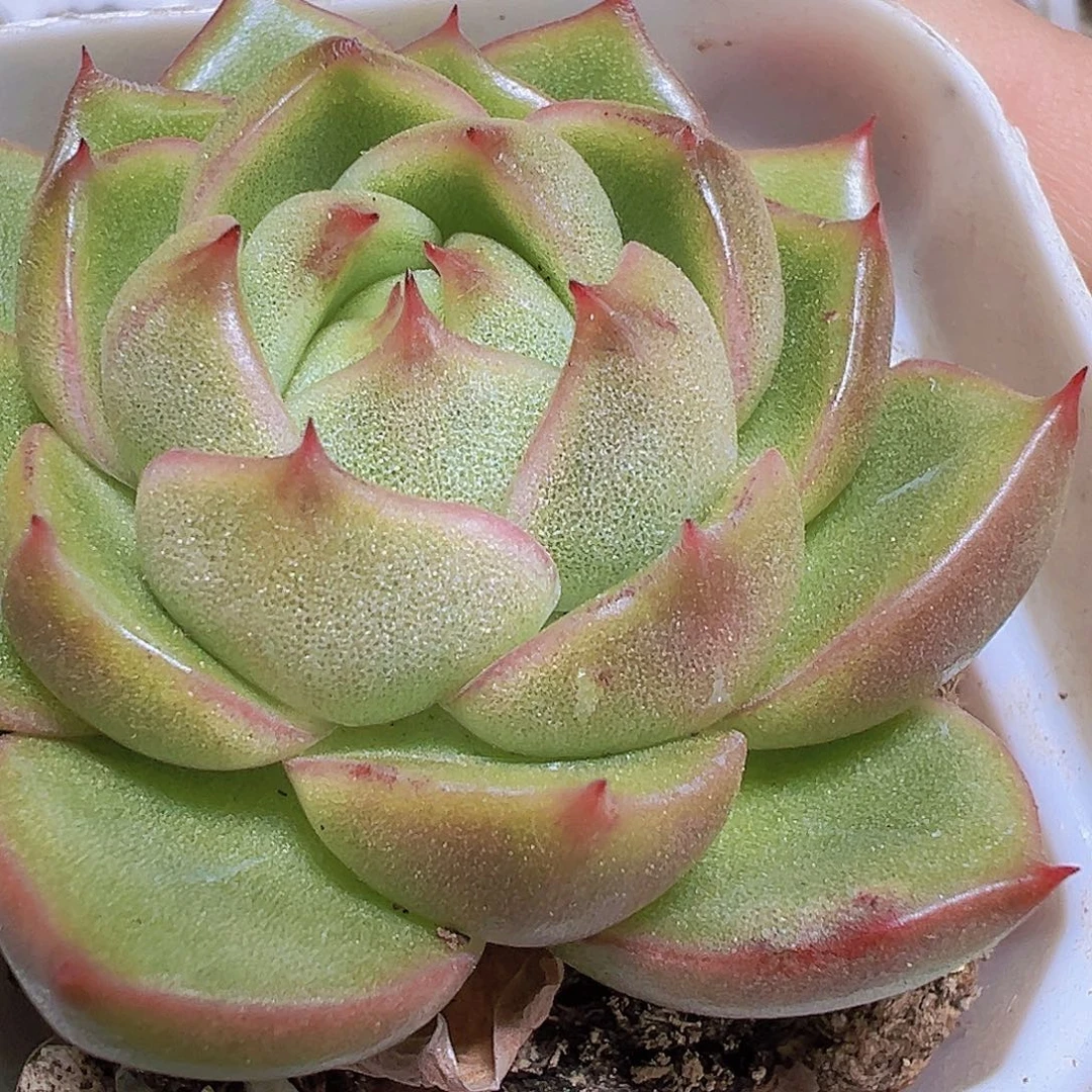 冰宝龙19包邮多肉植物