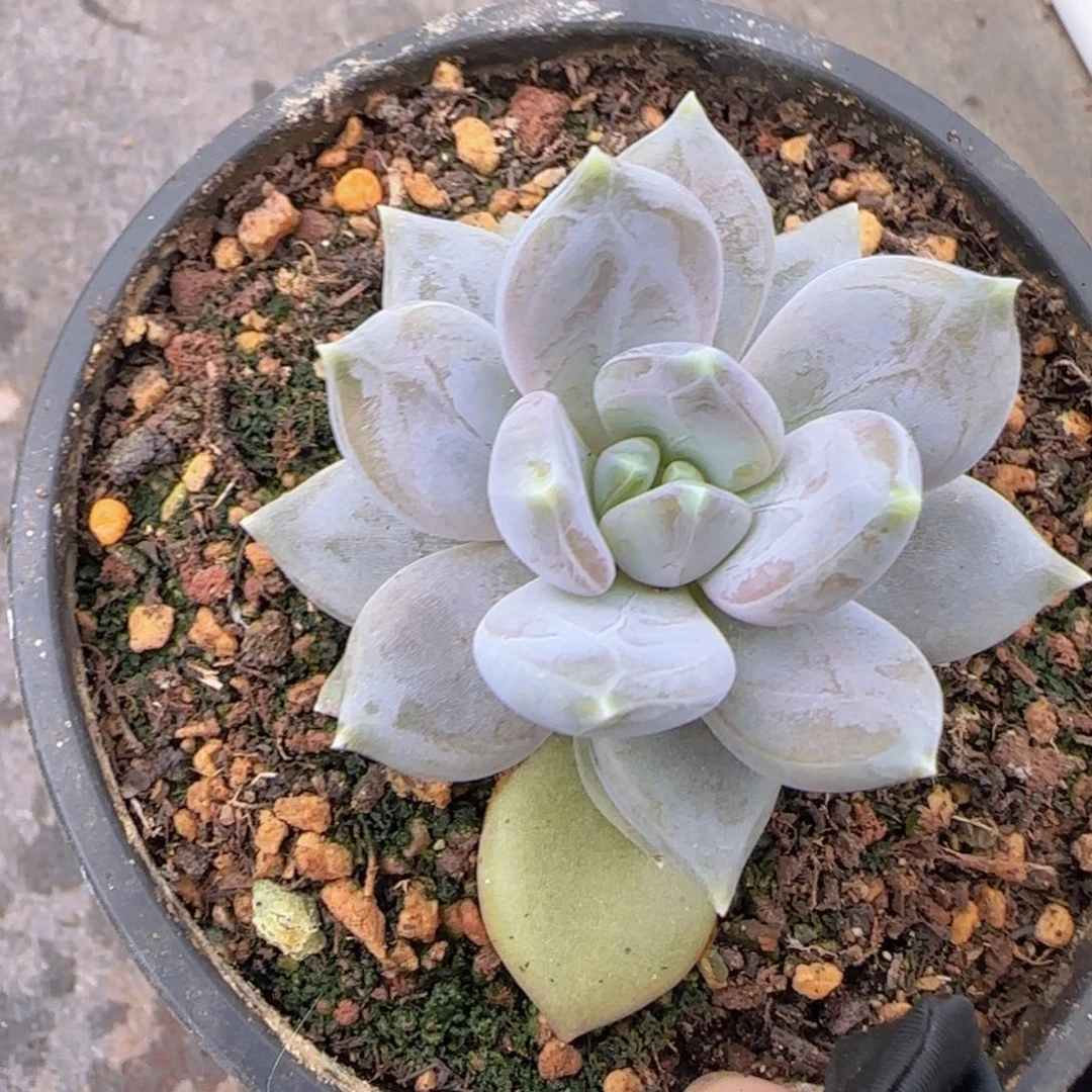 一***店多肉植物多肉植物