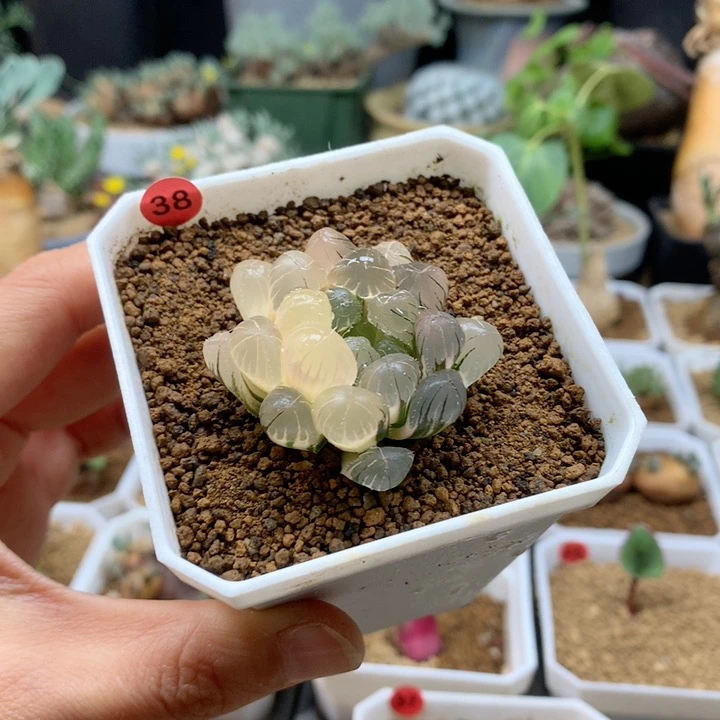 冰灯玉露锦带盆38