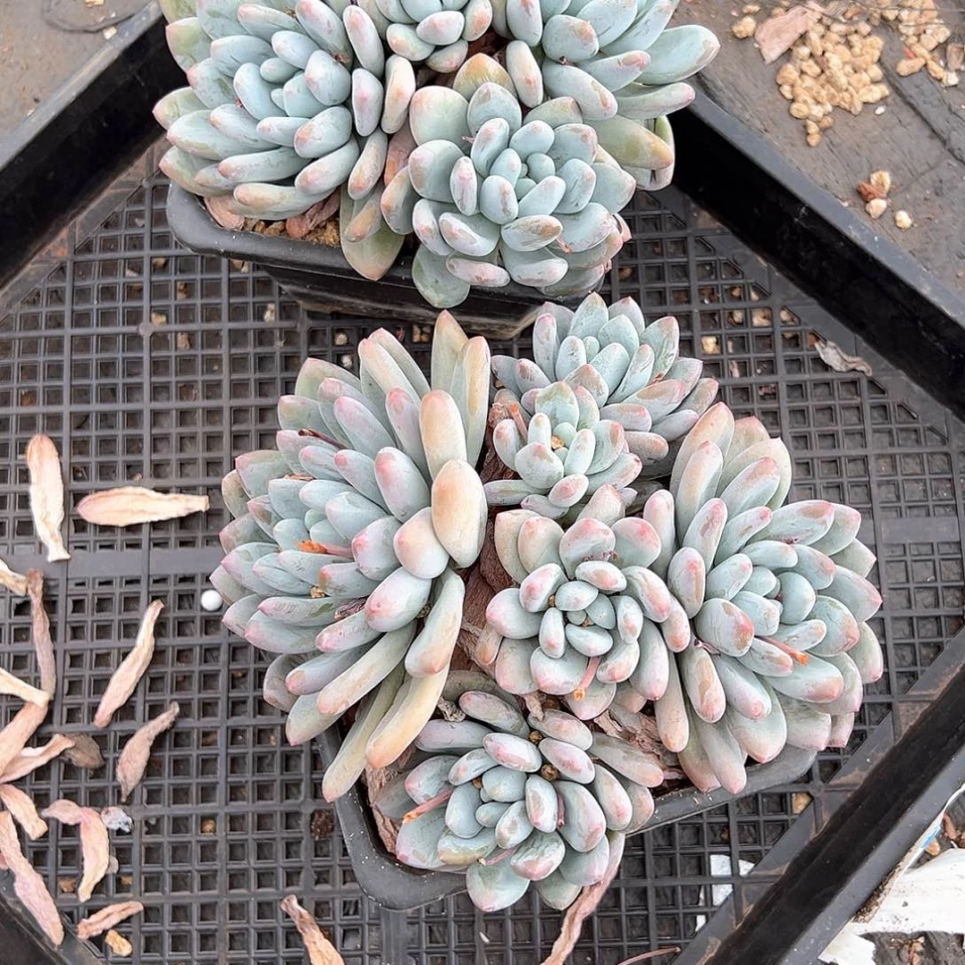 旭***7多肉植物一物一拍