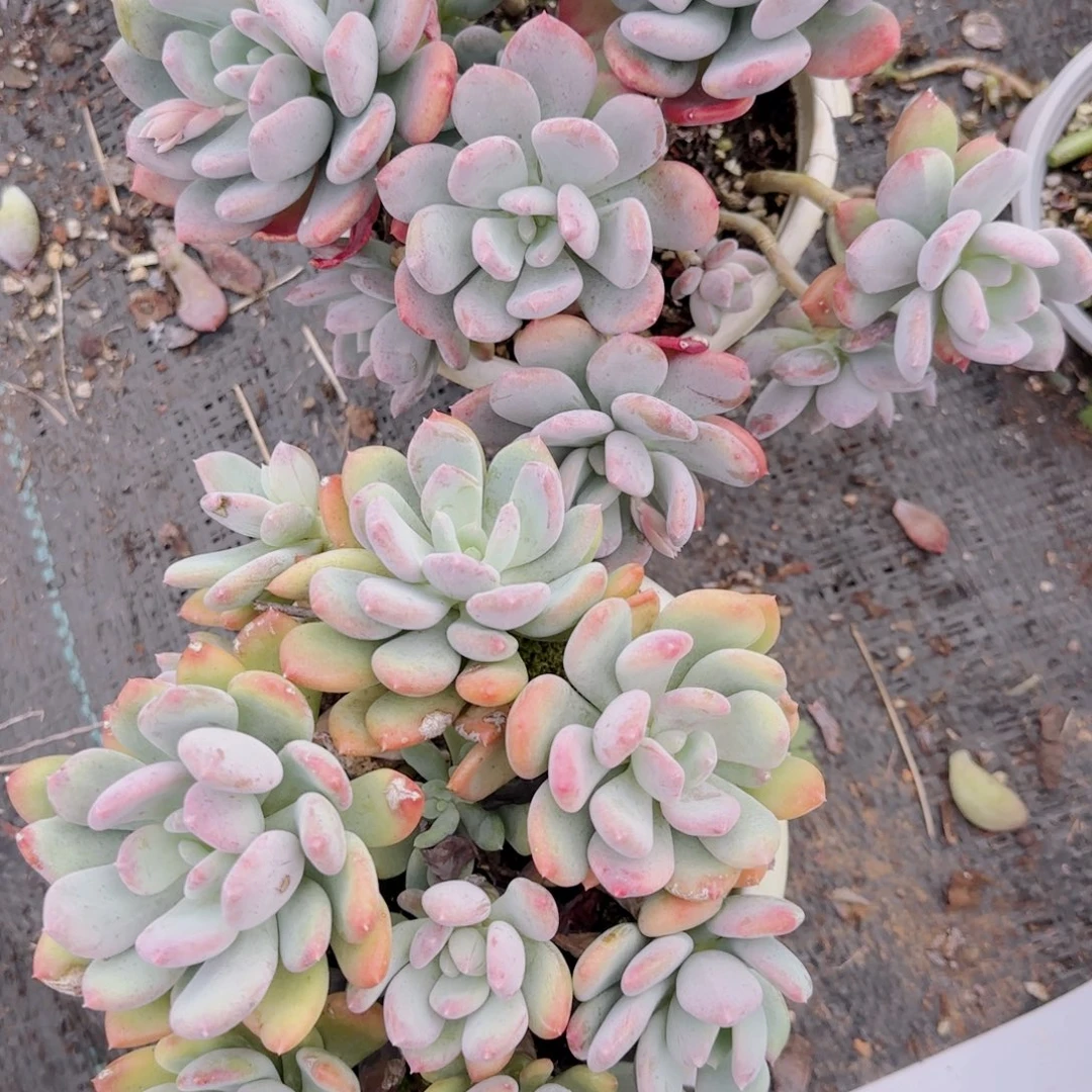 13号姑娘两颗包邮包邮