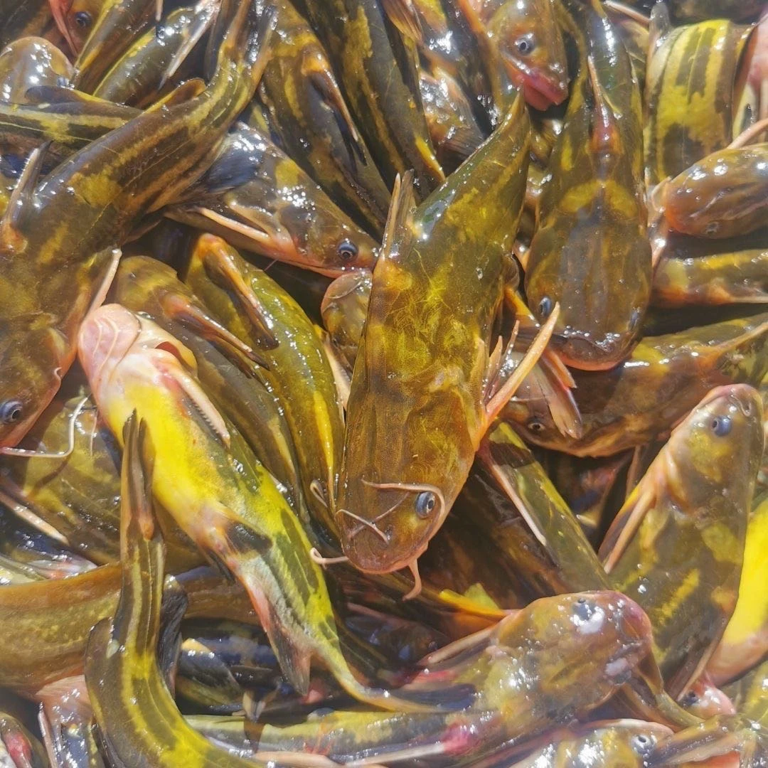 (亮子专属）东北野生白嘎拉眼鱼顺丰冷链发货新鲜美味