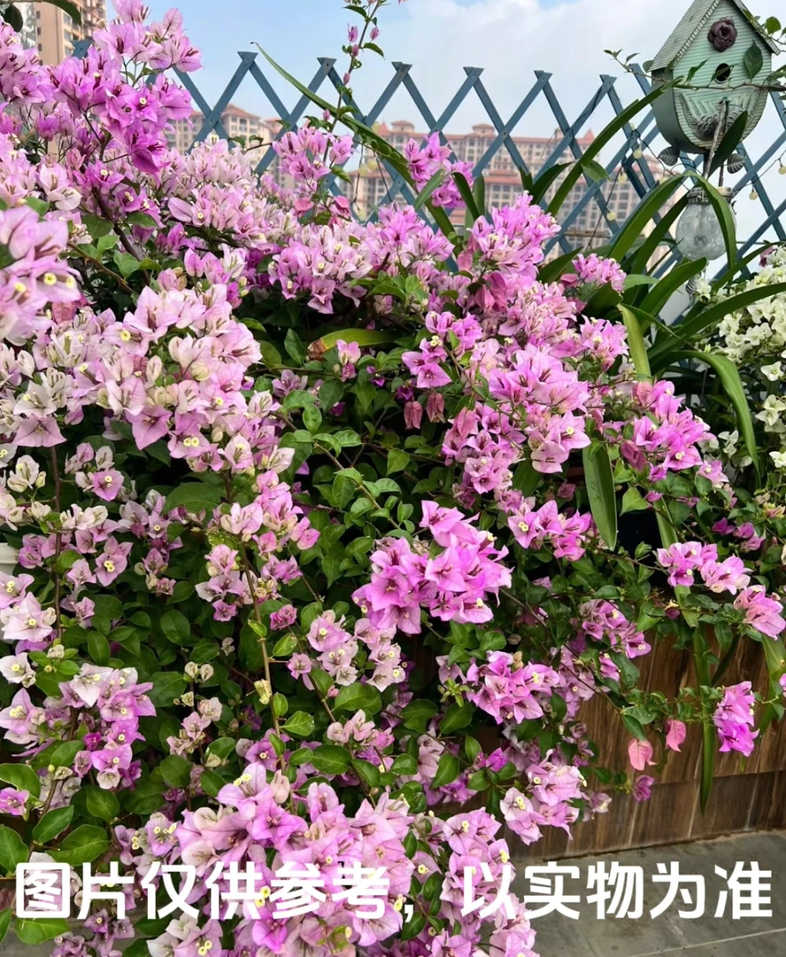 【绿叶雪紫】三角梅花卉勤花四季开花基地直发