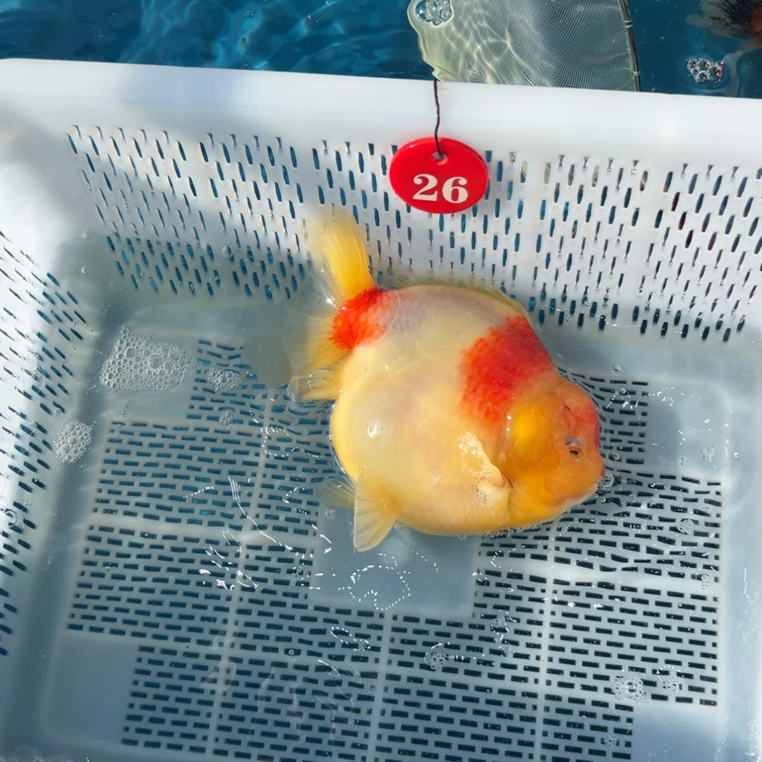 渔***仓海水鱼你好自以为是又在想怎么做