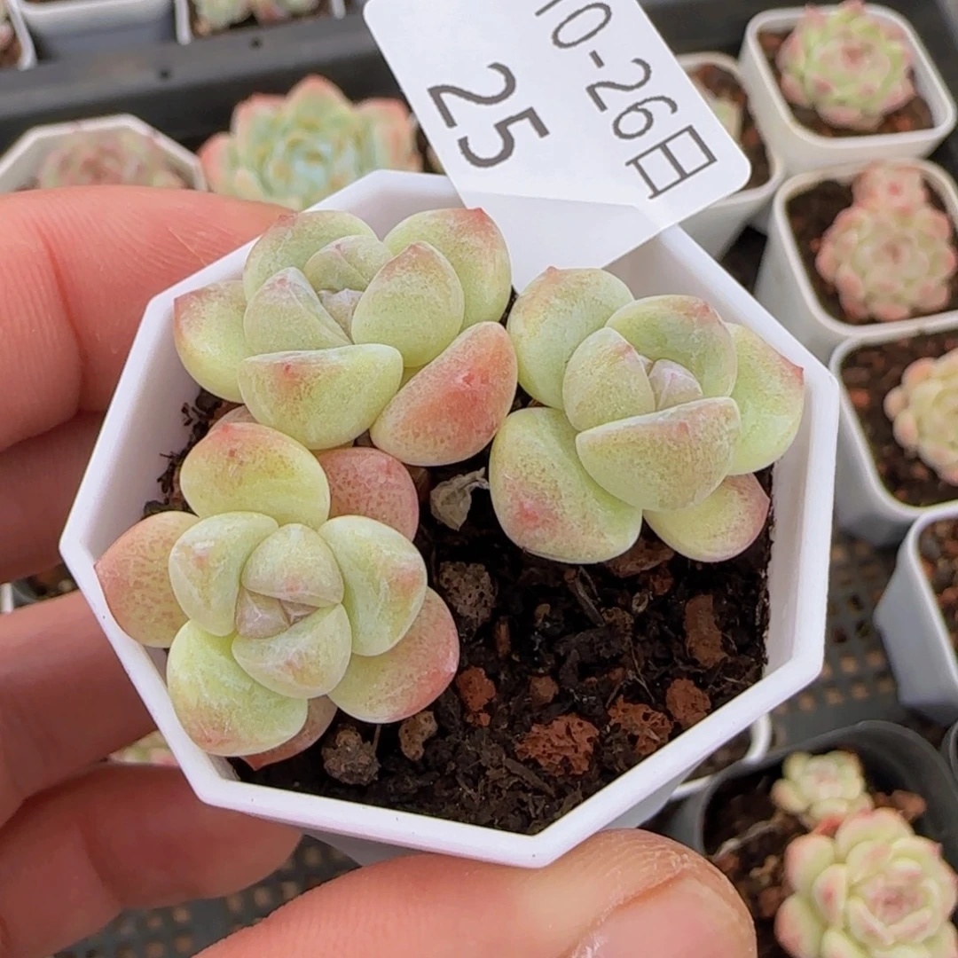 冰玉三头老桩一颗脱土