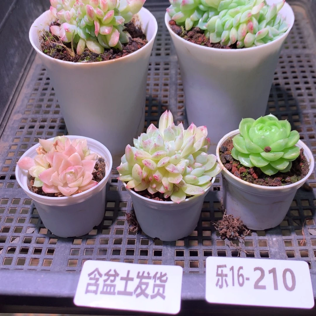 乐然16-210 框拍5颗