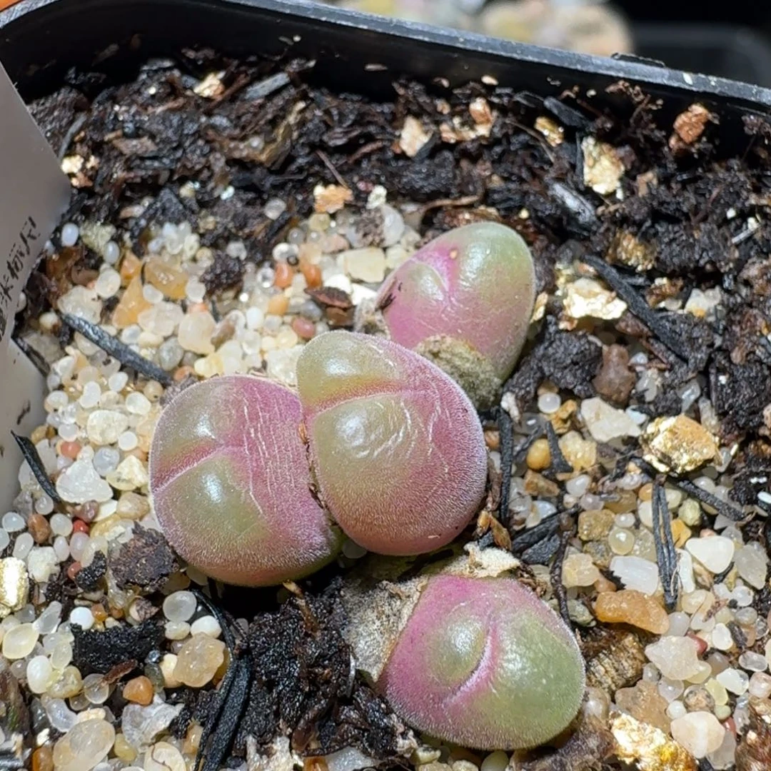 Ssss清仓便宜出了659毛