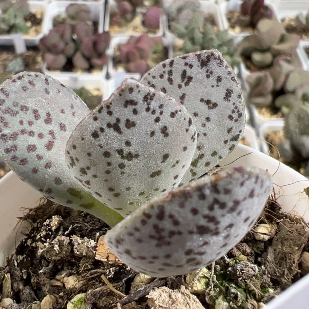 w黑桃多肉植物水泡