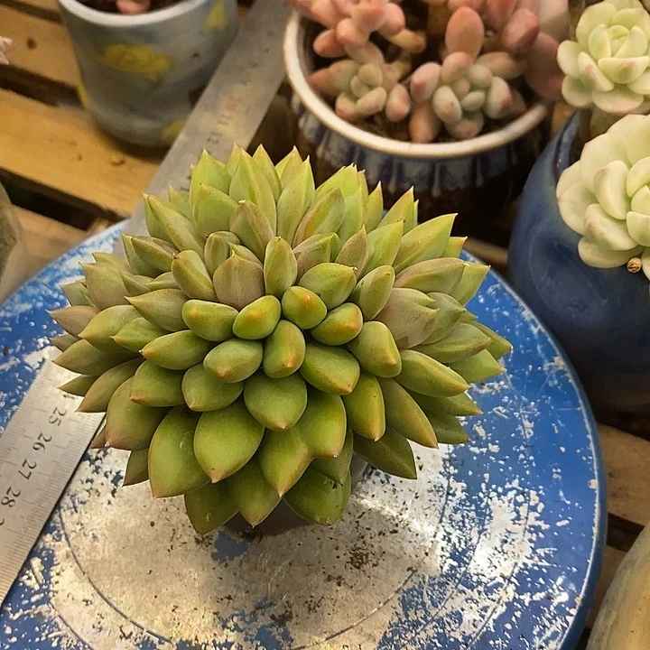 多肉植物肉肉植物