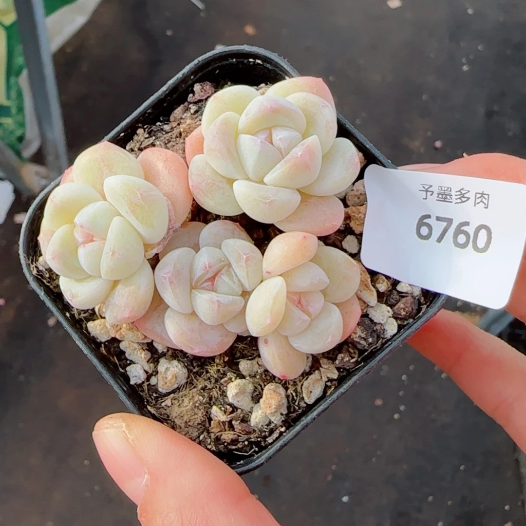 白底冰玉无砍，6760多肉植物