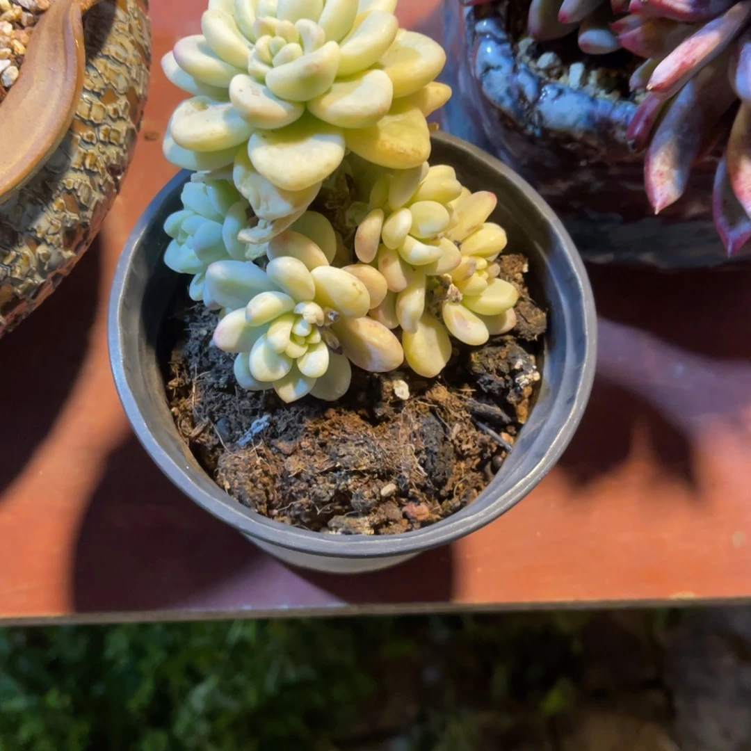 打***死群生香草锦裸根发货