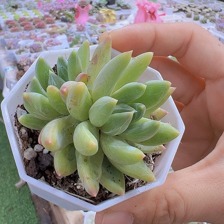 青提带崽19包邮多肉植物