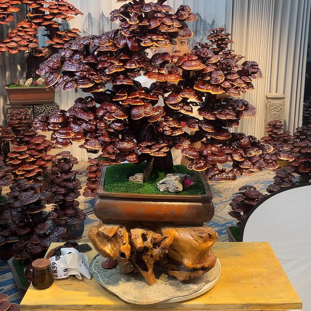 无花朵888888888888