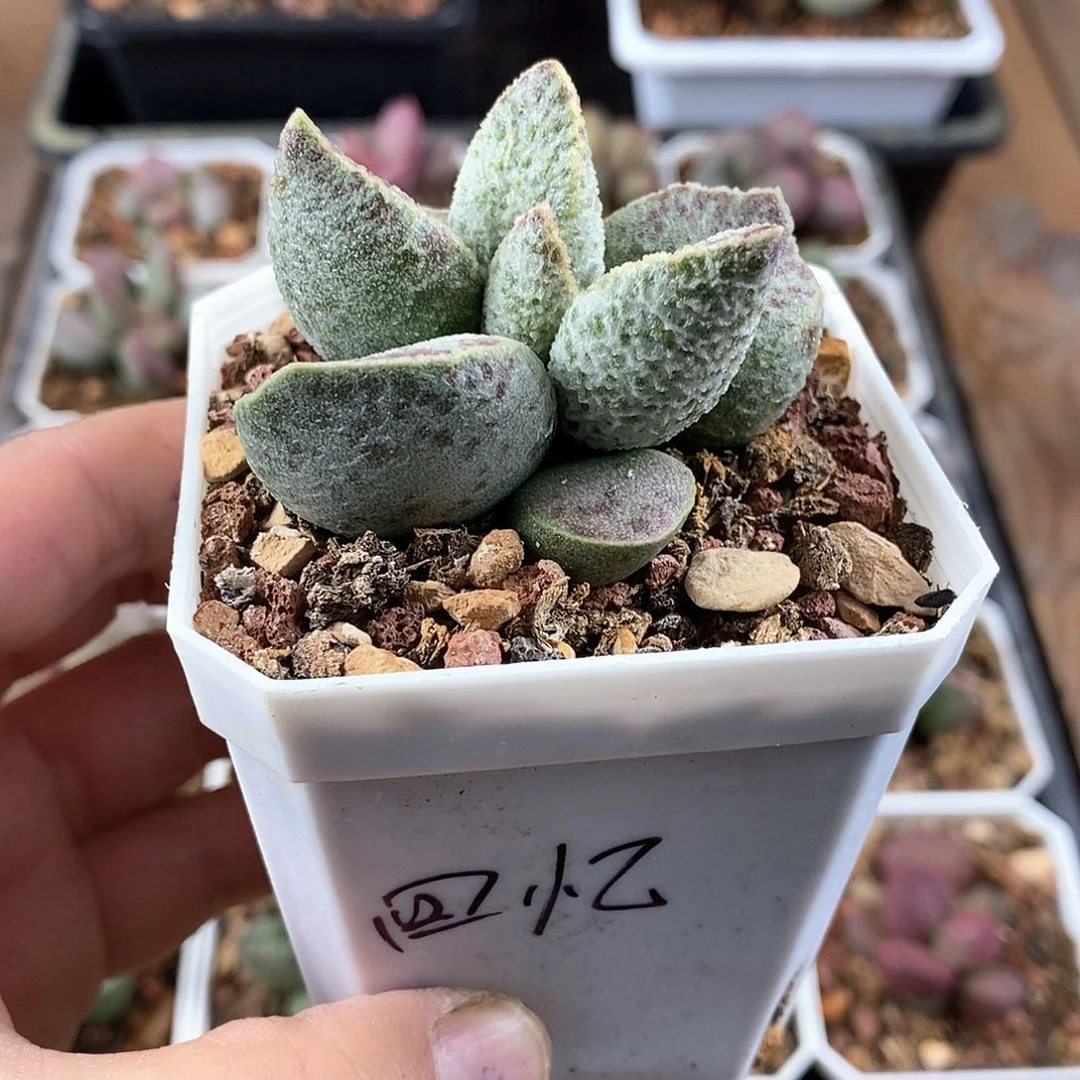 回忆水泡多肉植物